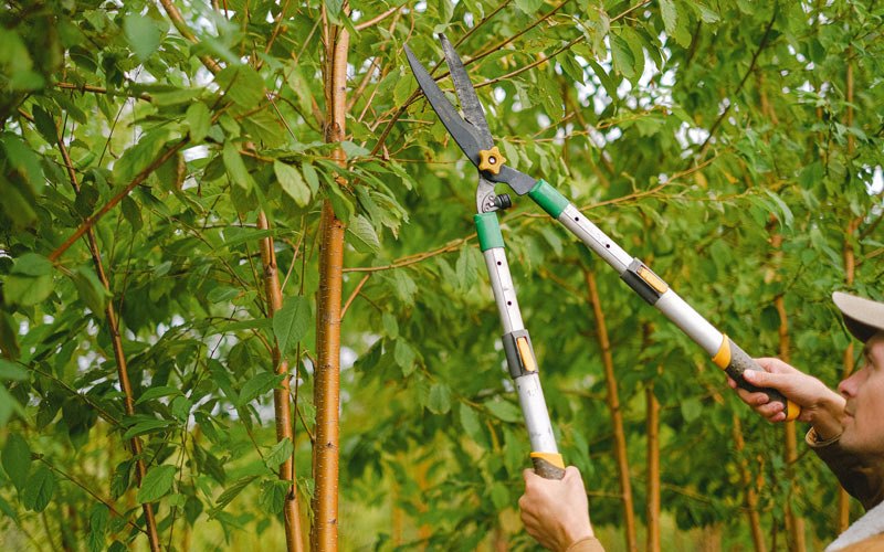 Tree trimming in Rose Hill, NC